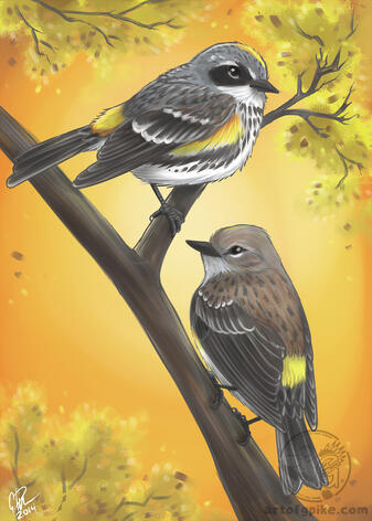 Butterbutts (digital, 2014)