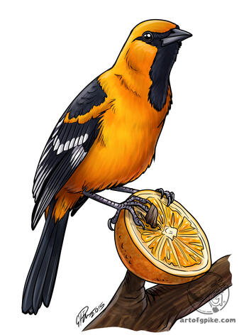 Altamira Oriole (digital, 2015)