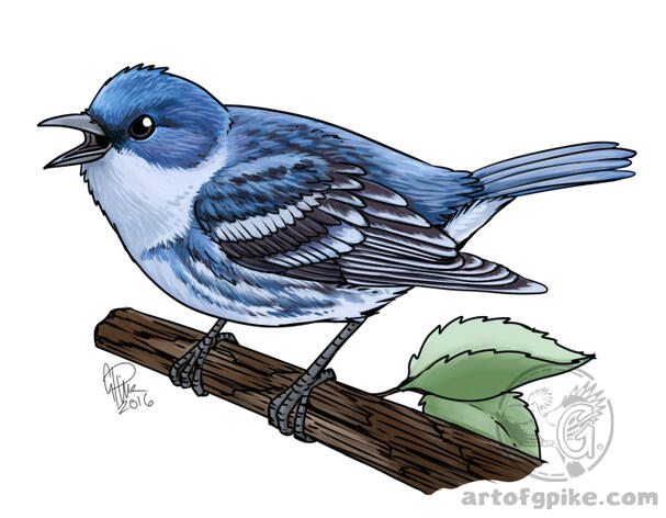 Cerulean Warbler (digital, 2016)))
